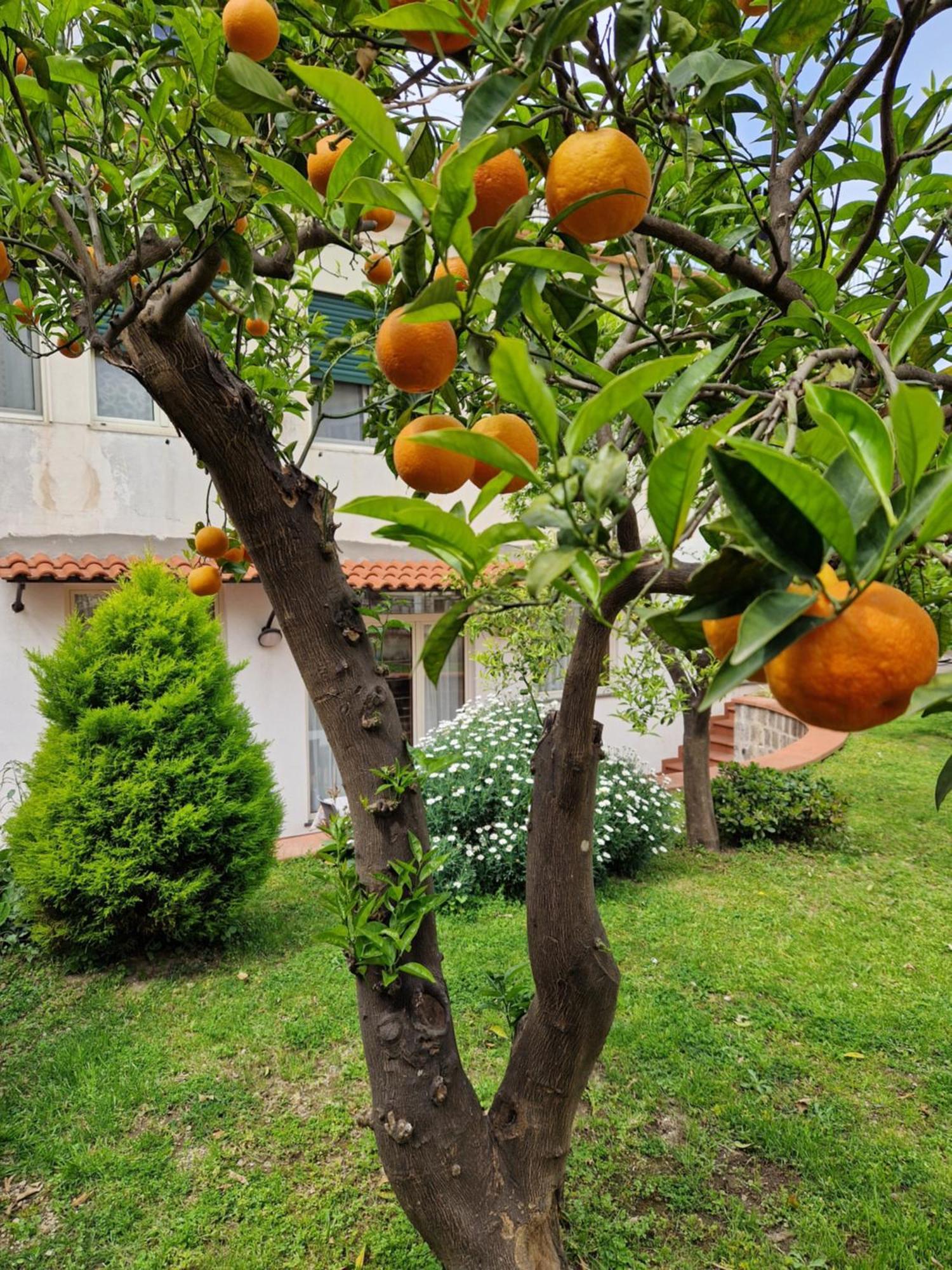 Il Giardino Dei Gigli Apartman Meta Kültér fotó